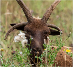 Boz-eyed Goat
