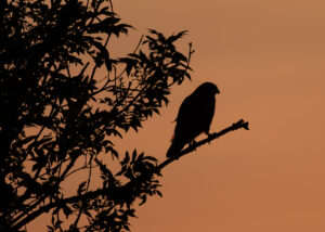 Buzzard Silouette