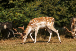 Fallow