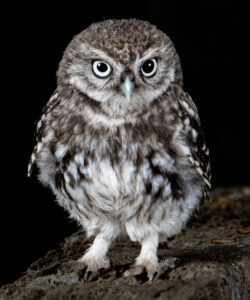 Grumby little bugger