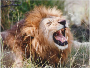 Maasai Mara Lion (Film 1992)
