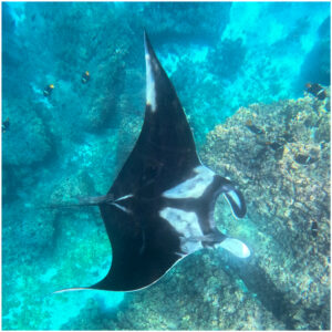 Stingray