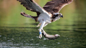 Rutland Osprey