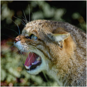 Scottish Wildcat (Digital 2024)