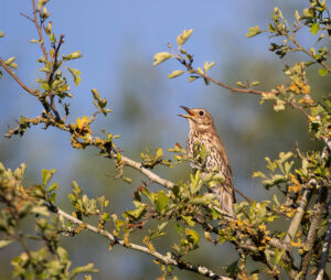 Songthrush
