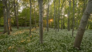 Wild Garlic