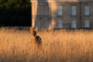 evening at Althorpe