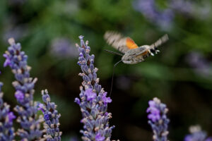 hummingbird moth in lavender