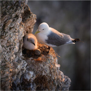 new life