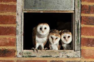 threes a crowd